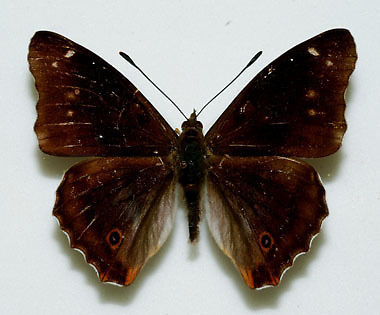 Apatura iris male (purple emperor aberration 3) Internet Image property of respective owner, non-commercial use only
